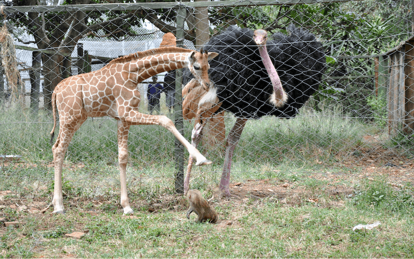 Nairobi National Park Safari - Nairobi Animal Orphanage