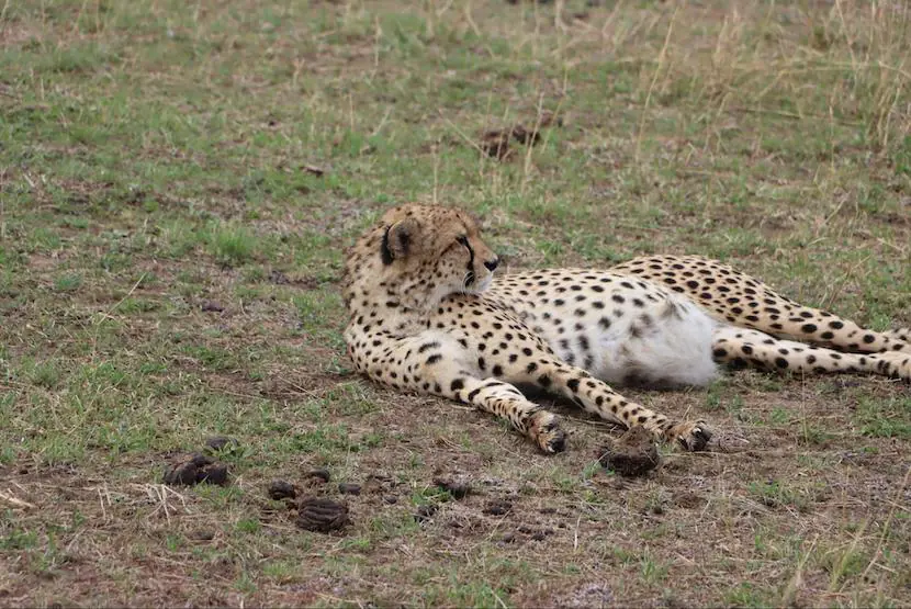 Masai Mara Tours from Mumbai - Cheetah