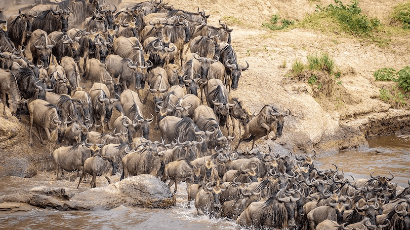 Wildebeest Migration - AjKenyaSafaris.com