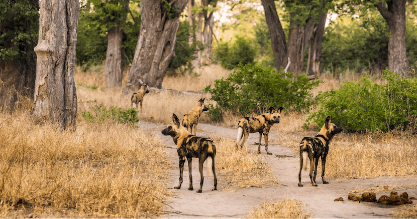 Honeymoon Packages - Botswana