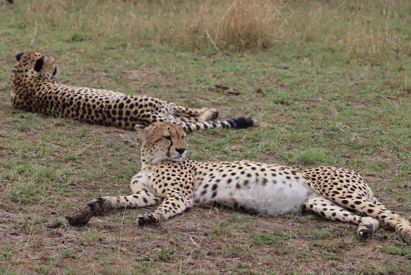 4 Days Masai mara Safari - Cheetahs