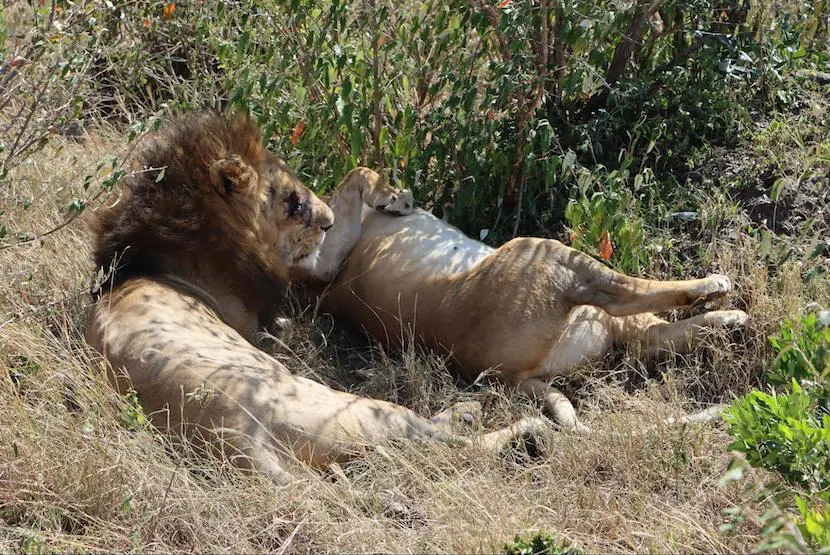 Masai Mara Packages from India - Lion