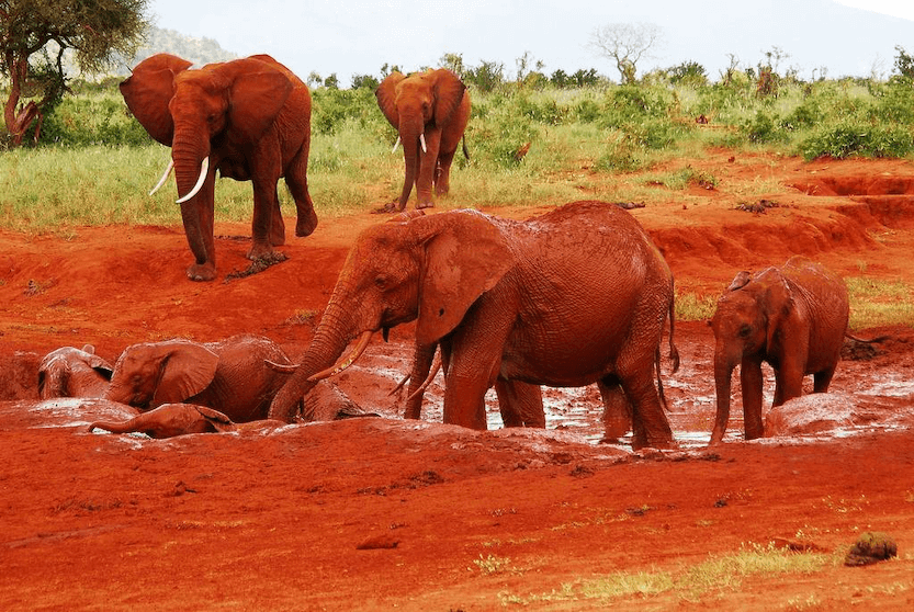 elephants at Tsavo National Park