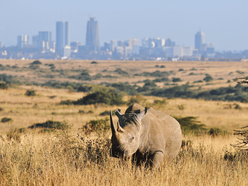 Nairobi National Park - Rhino