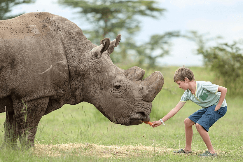 Kenya safari packages from India - Rhino