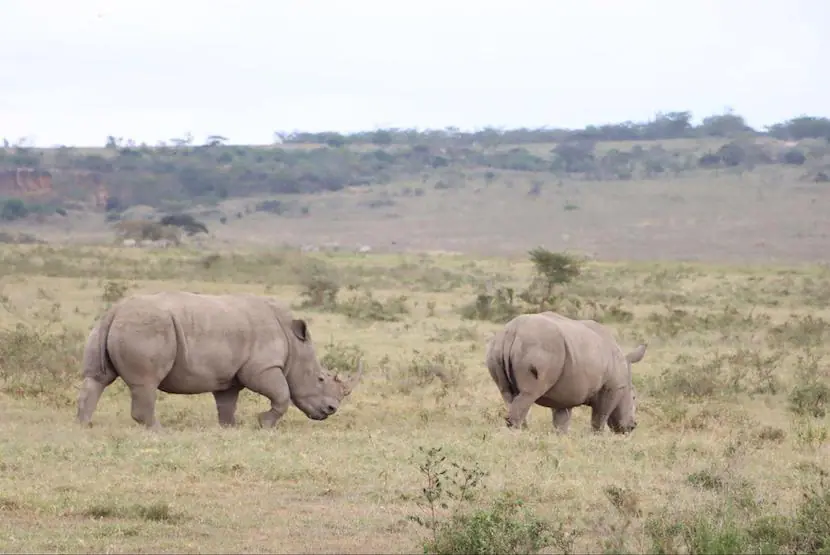 Rhinos in Nakuru