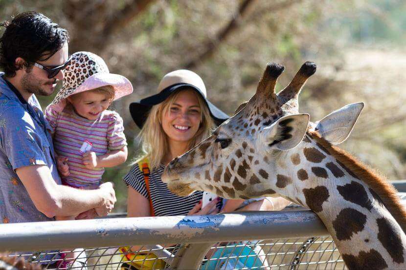 Giraffe Center - Kenya Safari from Nairobi