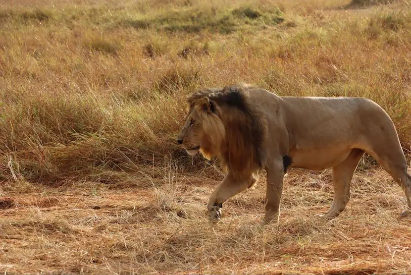 Kenya Vacation Packages - Lion