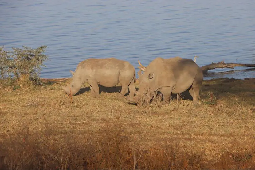 Kenya Holiday Packages - Rhino