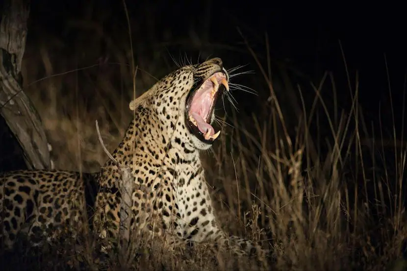 African Safari in Kenya - Leopard