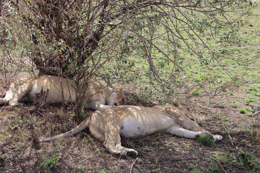 Mara Serena Safari Lodge - Lions