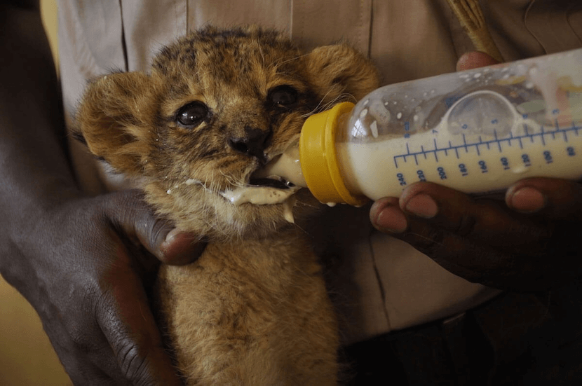 Nairobi National Park - Feeding a Lion