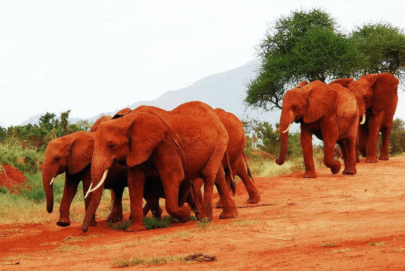 Kenya safari Cost from India - Red Elephants