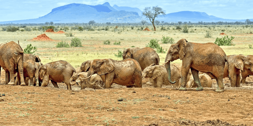 Elephants - Tsavo