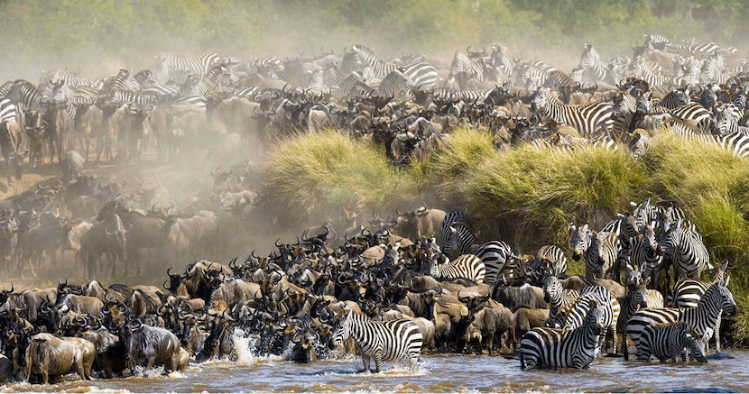 Wildebeest Migration Animals - AjKenyaSafaris.com