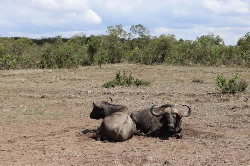 Safaris in Africa - Buffalo