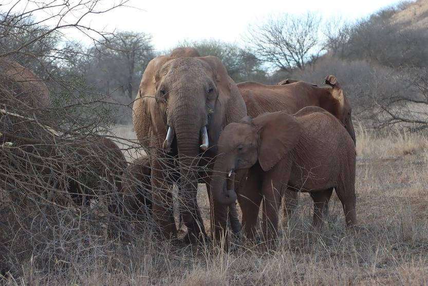 Elephants - MasaiMaraSafari.in