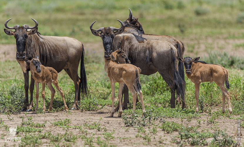 Wildebeest Migration Calving - AjKenyaSafaris.com