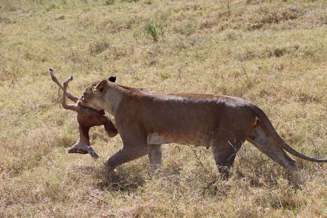 Lion Hunt- MasaiMaraSafari.in