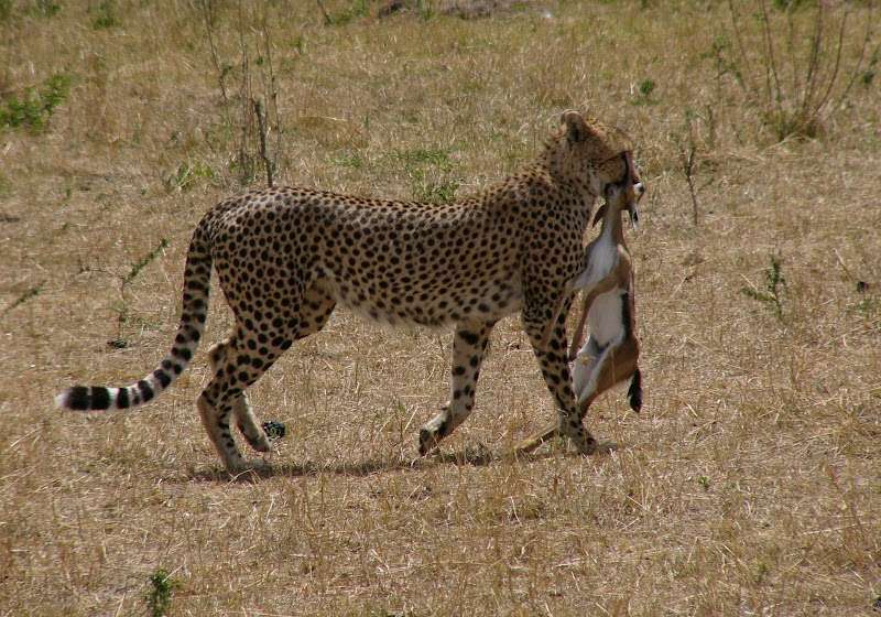 Cheetah Hunt- MasaiMaraSafari.in
