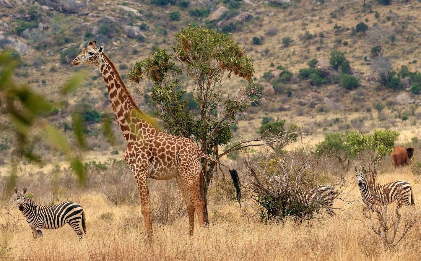 Giraffes at Masai Mara - MasaiMaraSafari.in