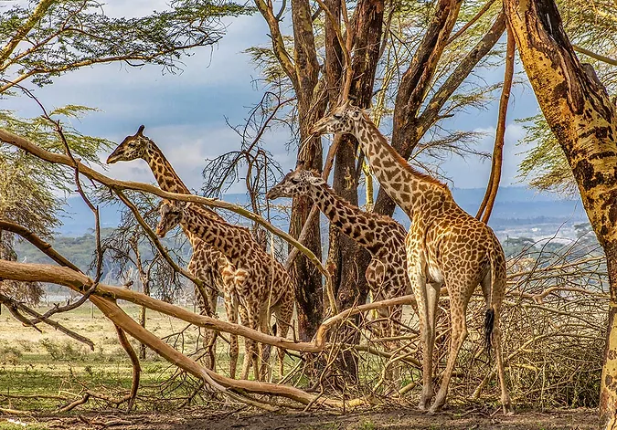 Giraffe at Crescent Island - Masai Mara Travel Packages