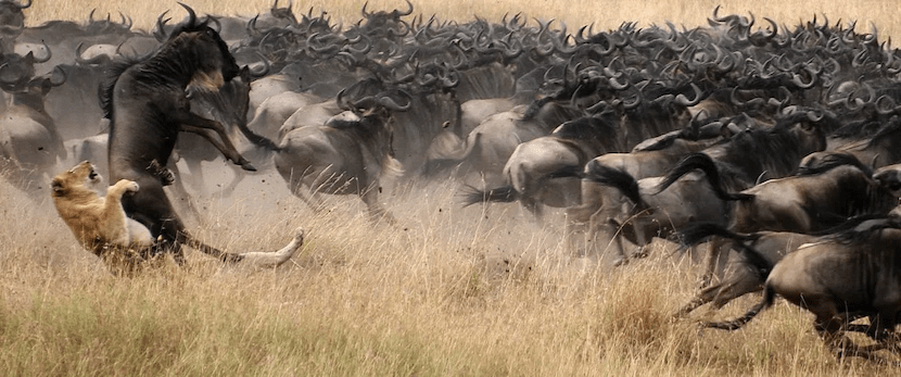 Masai Mara Migration - Lion