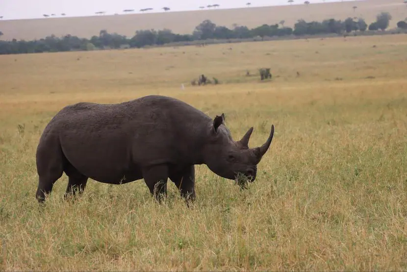 Maasai Mara Safari Cost from India - Rhino
