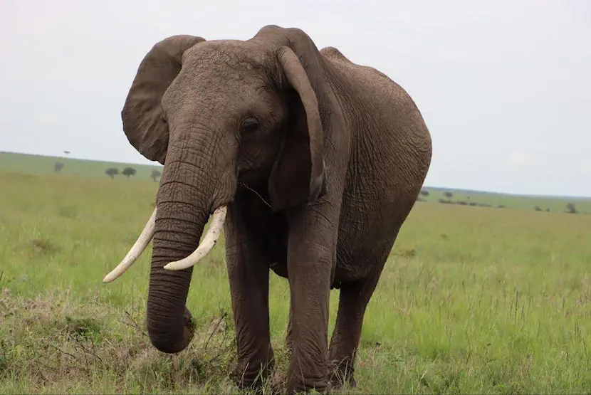 Maasai Mara - Elephant