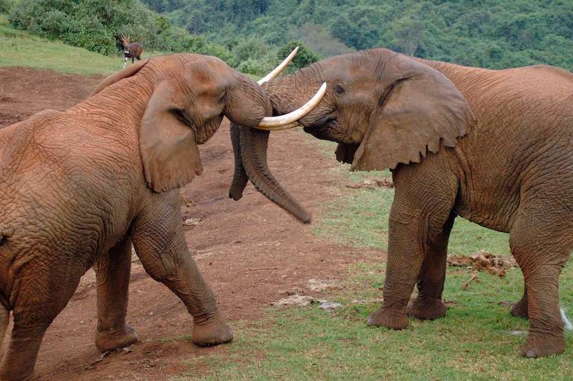 AjKenyaSafaris.com-Masaimarasafari.in - Elephant
