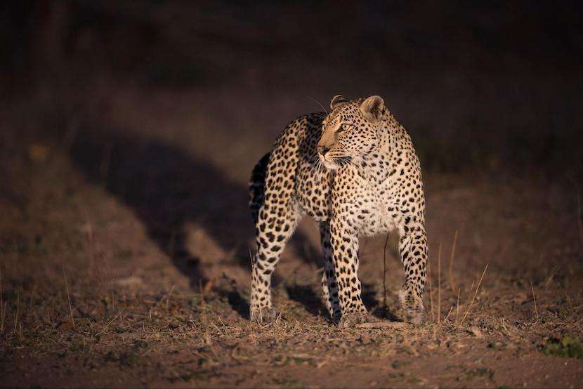 AjKenyaSafaris.com-Masaimarasafari.in - Leopard