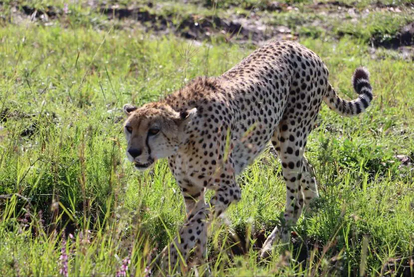 Maasai Mara - Cheetah