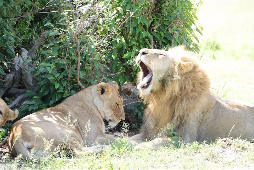 Lion - Maasai Mara