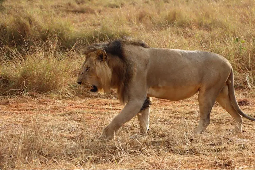 Lion - Maasai Mara