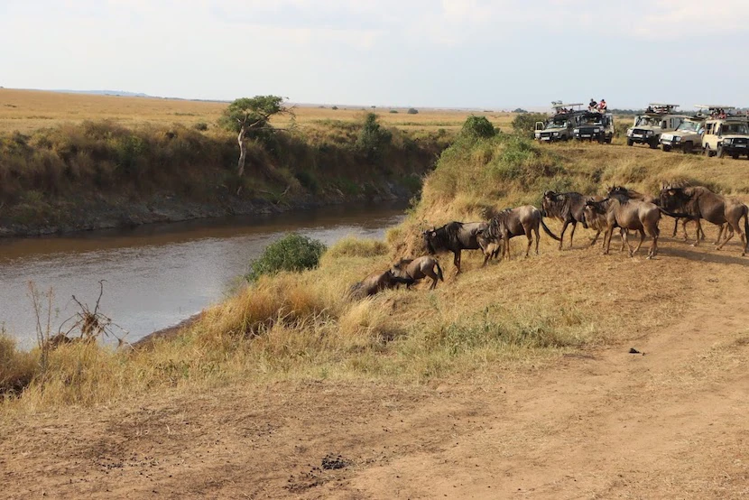 Masai Mara - River Crossing