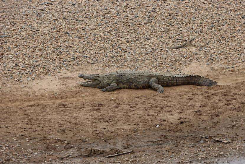 4 Days Masai Mara and Lake Nakuru safari - Crocodile