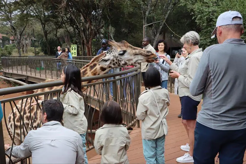 Family Safari in Kenya - Giraffe Center