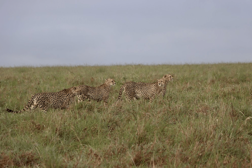 3 Days Masai Mara Budget Safari - Cheetah