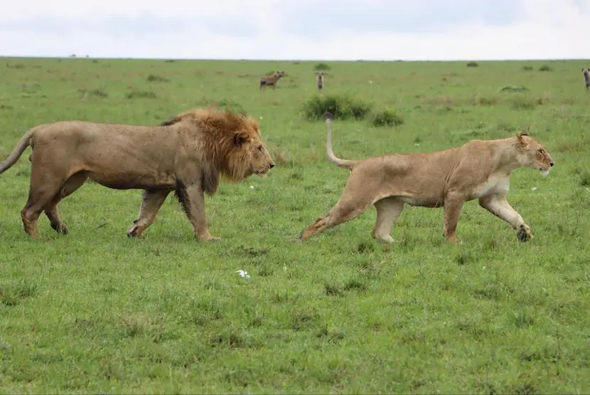 Masai Mara Safari in Kenya - Lions