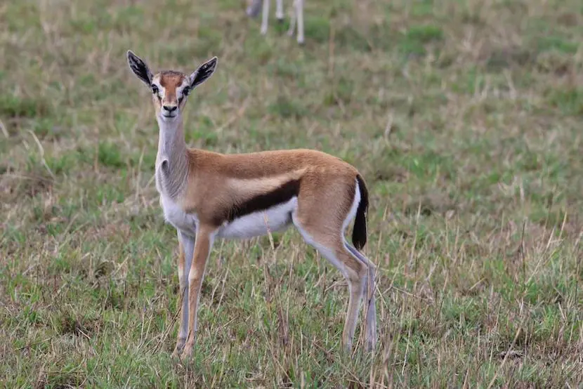 Ashnil Mara Camp - Antelope