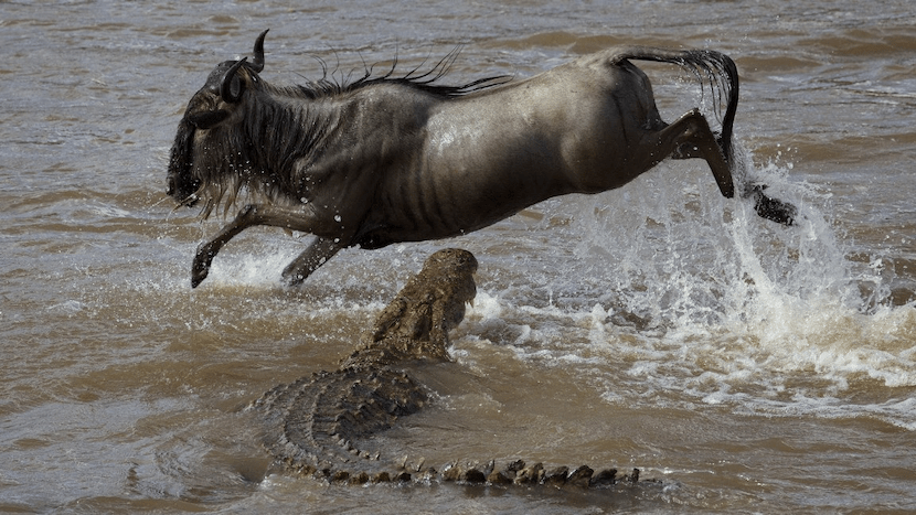 Masai Mara Wildebeest Migration Package - Crocodile