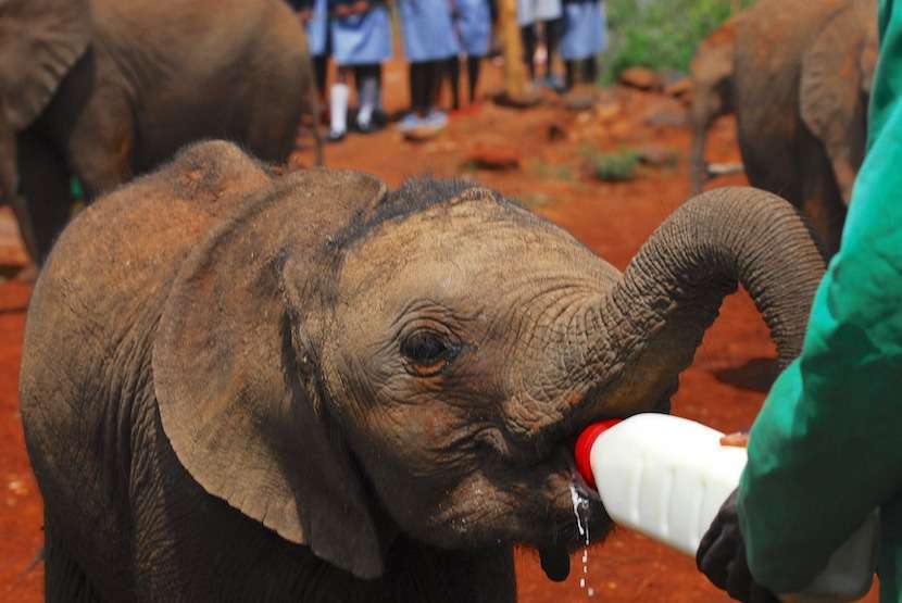 AjKenyaSafaris.com-Masaimarasafari.in - Baby Elephant