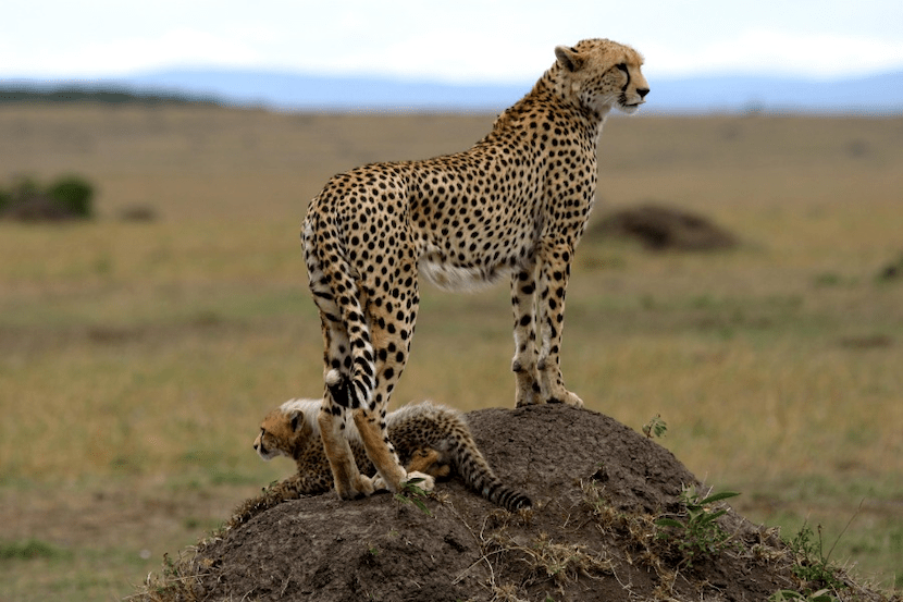 Masai Mara adventure Cost from India - Cheeta
