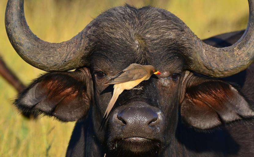 Masai mara Travel Packages - Buffalo