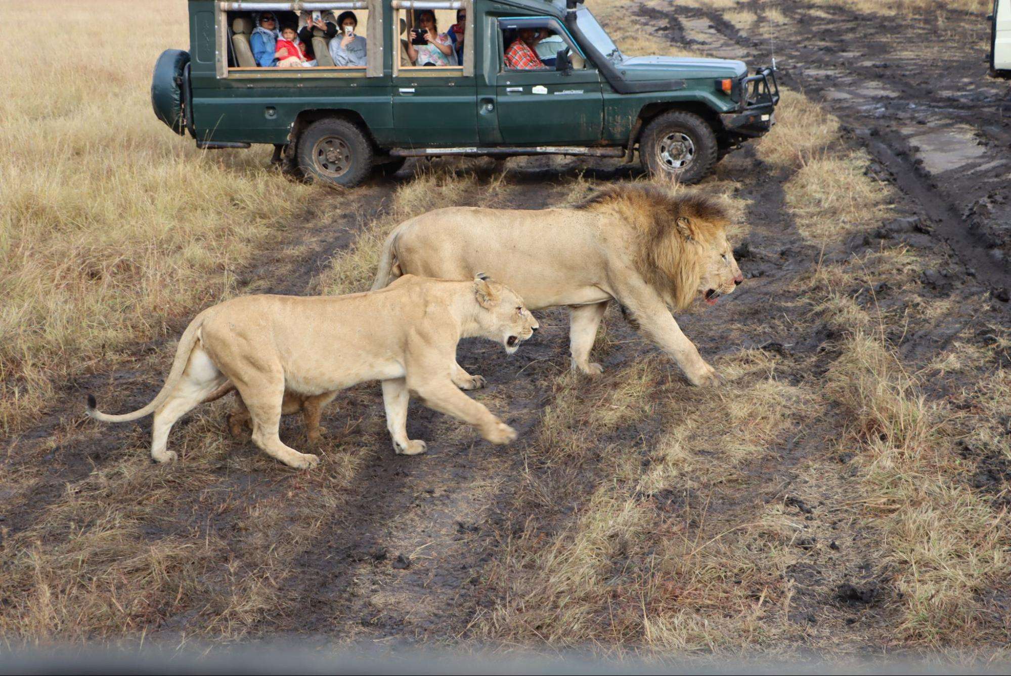 Lions - MasaiMaraSafari.in