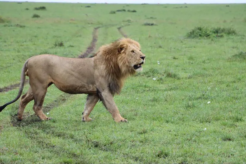 Lion - Maasai Mara