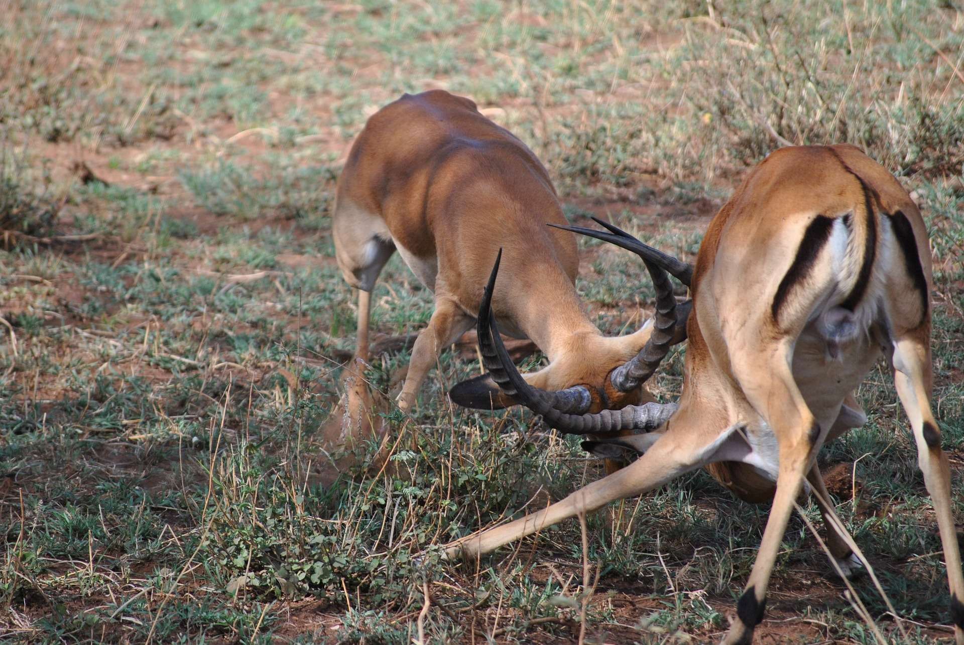 Kenya Safari package - antelopes