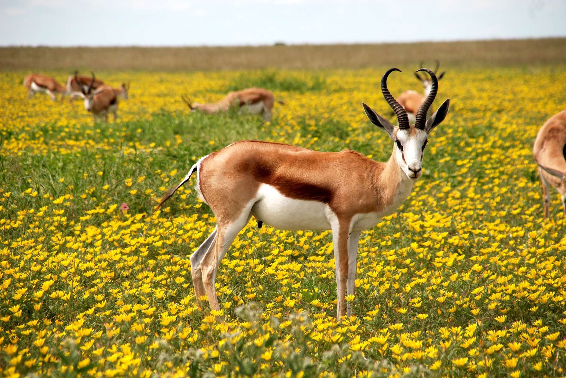 Masaimarasafari.in Antelope