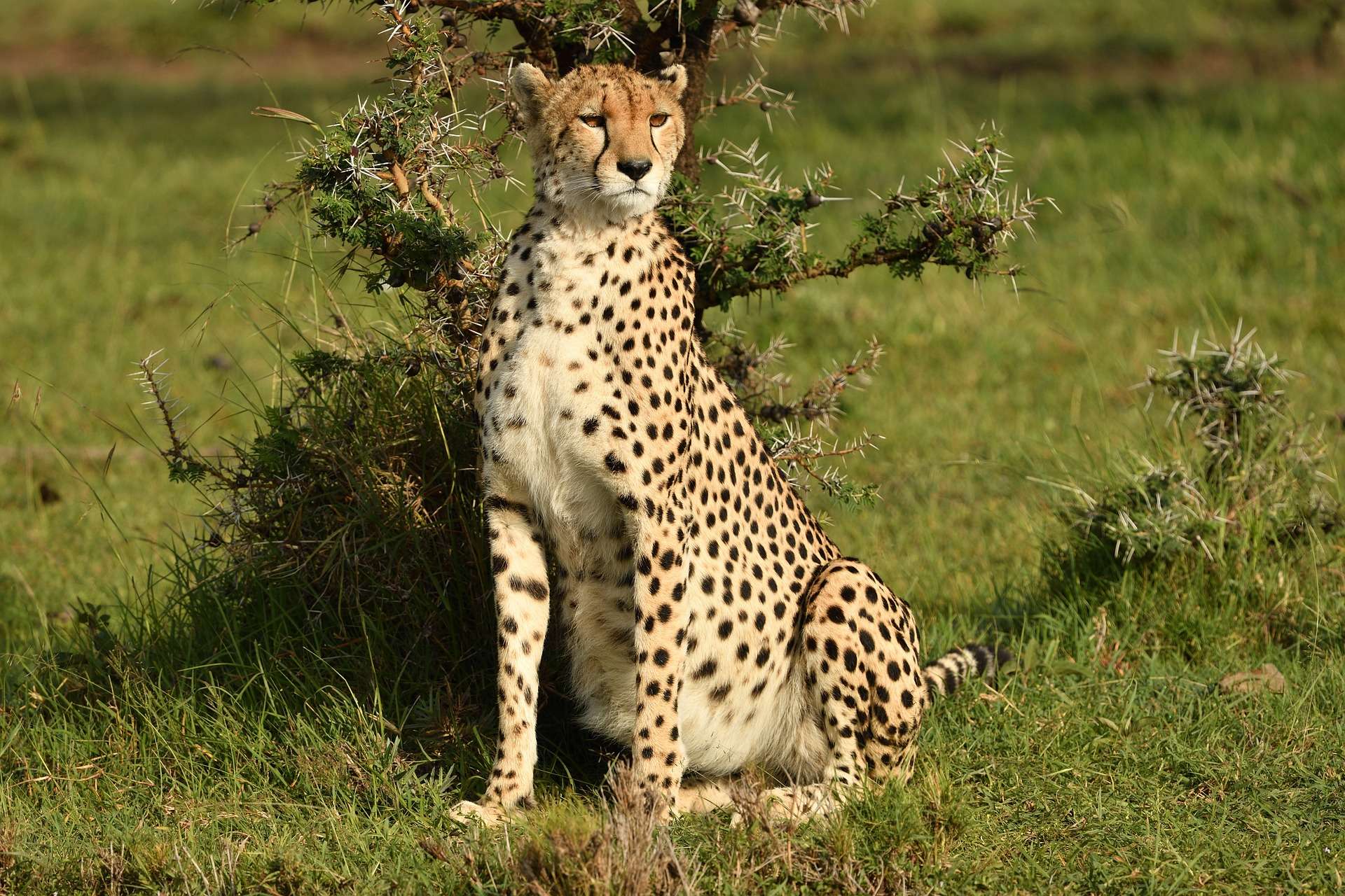 East African Cheetah - Cheetahs in Mara