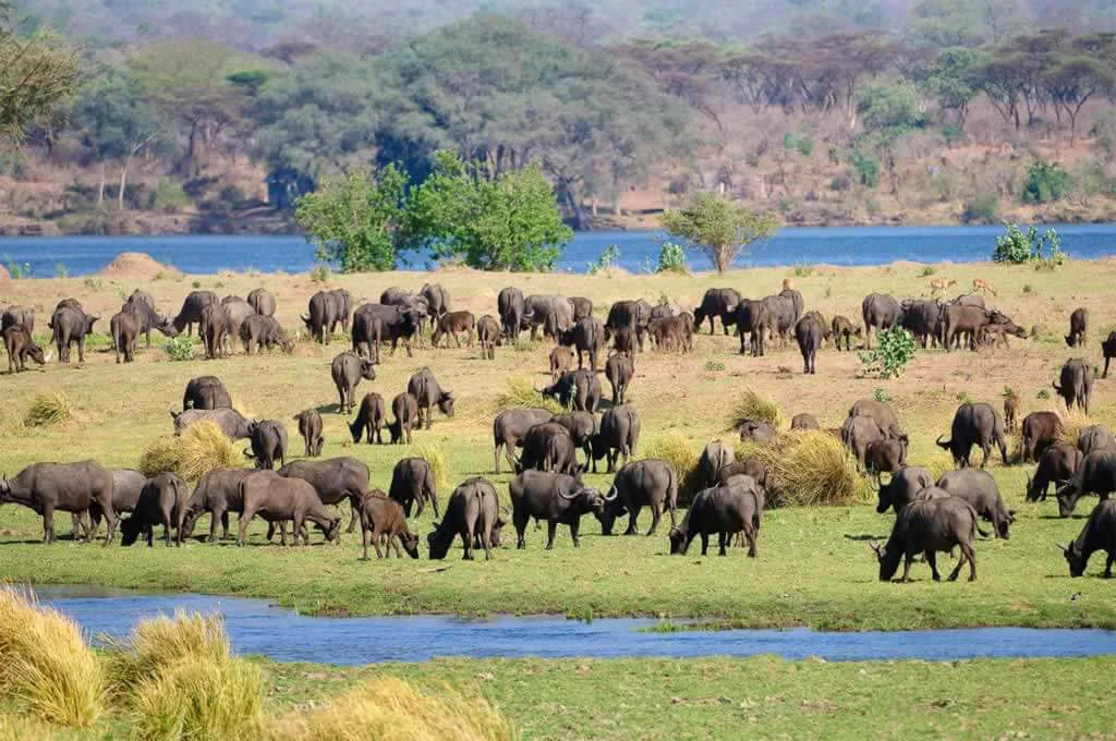 Safari of Africa - Buffalos at a river